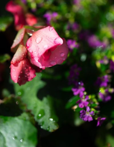 Blumen Brauchen Wasser