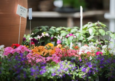 Bunte Blumen Portulac bei Mehnert