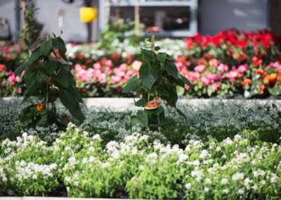 Diamantschnee und Susanne bei Blumen Mehnert