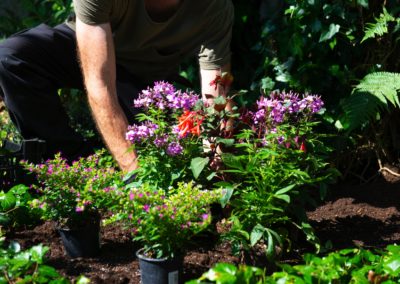 Frische Bluehende Sommerblumen Fuers Familiengrab