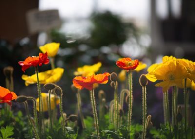 Mohnblumen zart in Rot-Orange-Tönen