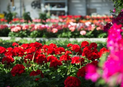 Rote Geranien und mehr