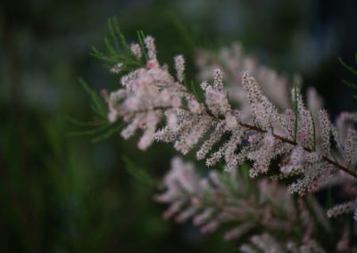 Schöne blühende Sträucher Blumen Mehnert