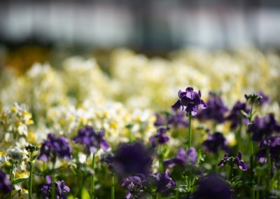 Schöne Violette Blüten