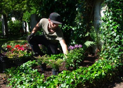 Sommerblumen Auf Dem Grab