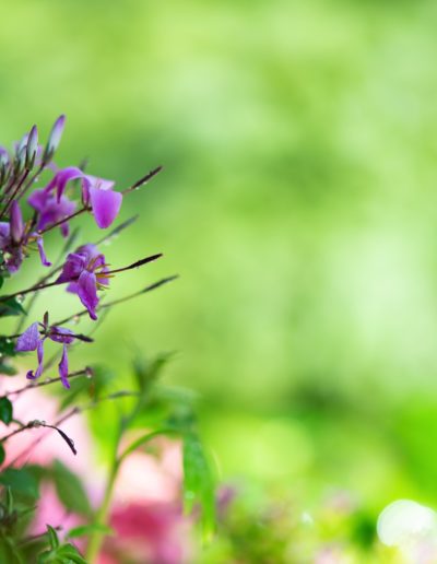 Spinnenblume Violett