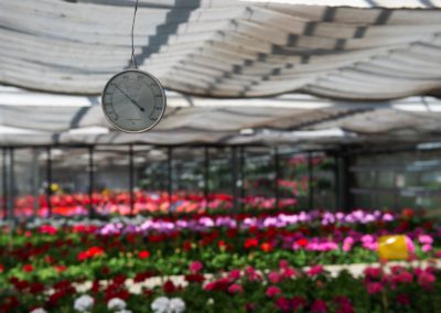 Thermometer Gewächshaus Blumen Mehnert