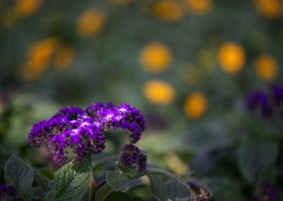 Violette Blüten Heliotrop
