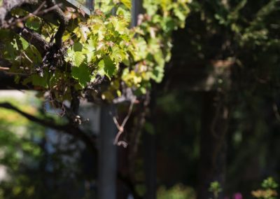 Weinranke bei Blumen Mehnert