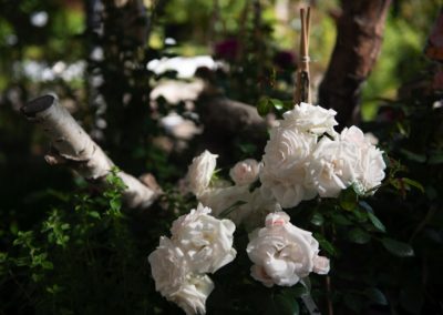 Weiße Rosen Blumen Mehnert