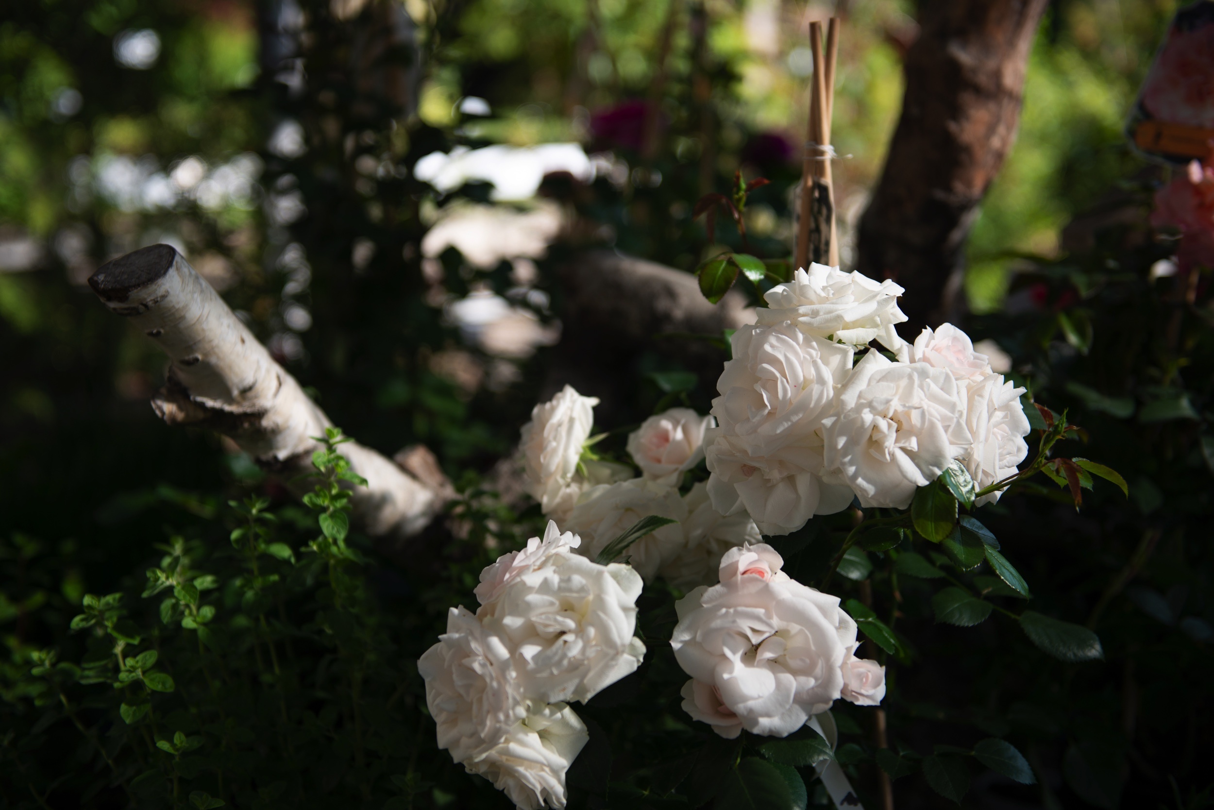 Weisse Rosen Blumen Mehnert